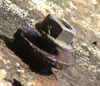 Example bolt from many of the routes.