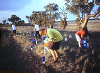 Students help with replanting.