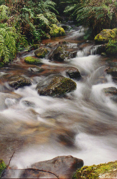 Stream below Mt Howitt, Victoria, Australia.